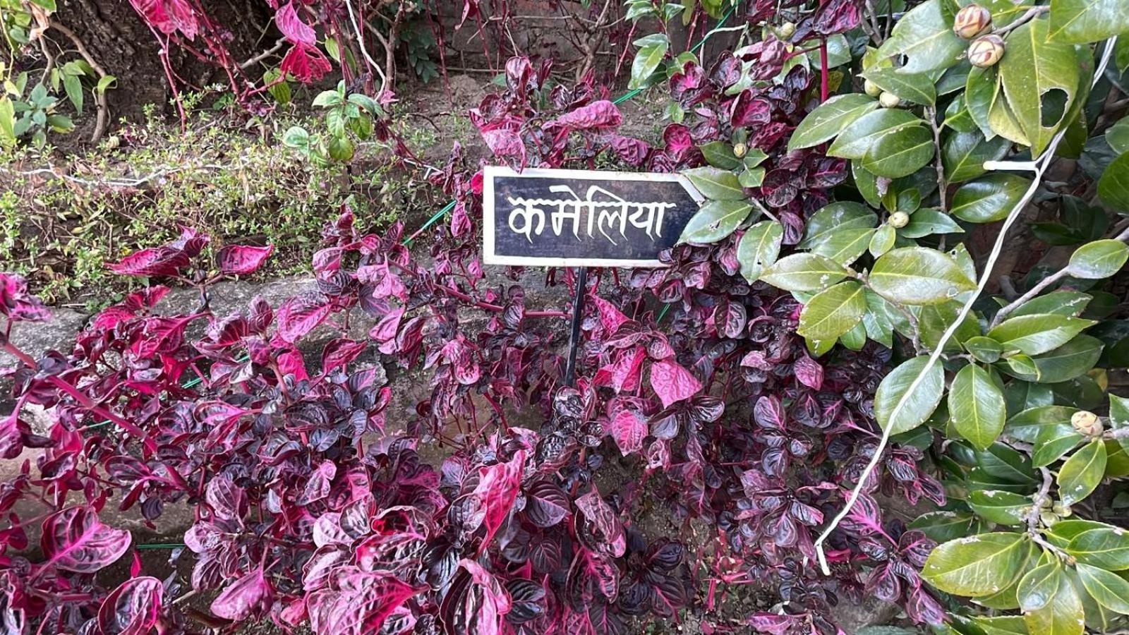 8Fold-Pinecrest By Larisa, Bhimtal Hotell Eksteriør bilde